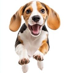 Playful Beagle Puppy Jumping Happily