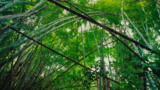 A wide shot at daylight walking in a jungle full of bamboo panned from bottom to top.