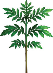 Marigold Plant Without Flower