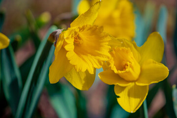 Obraz premium Two vibrant daffodils stand out among green leaves, celebrating the sunlit spring season