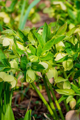 Clusters of vibrant green hellebores thrive in a sunny garden, creating a peaceful atmosphere