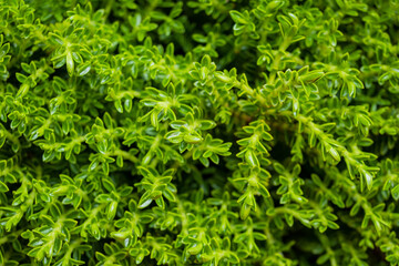 Bright green leaves flourish abundantly in a lively garden full of life and color