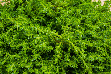 Fresh green leaves fill the space, enhancing the room's lively and refreshing ambiance