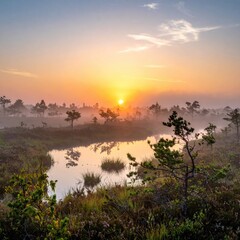 Sunrise over tranquil bog, misty air