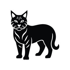 black and white cat