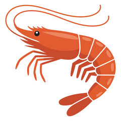 shrimp on white background