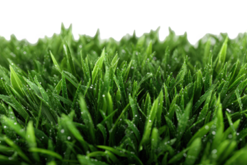 Close Up View of Green Grass Blades with Water Droplets against Black Background