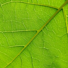 Leaf veins