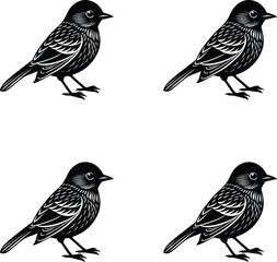 Premium vector silhouettes  bird on a white background. 