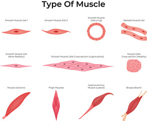 Types of Muscle Cells Smooth, Skeletal, and Detailed Cross-Sections Vector Illustration