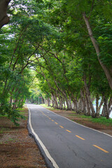 Fresh green lawns in the park. Blur nature bokeh green park trees in morning.