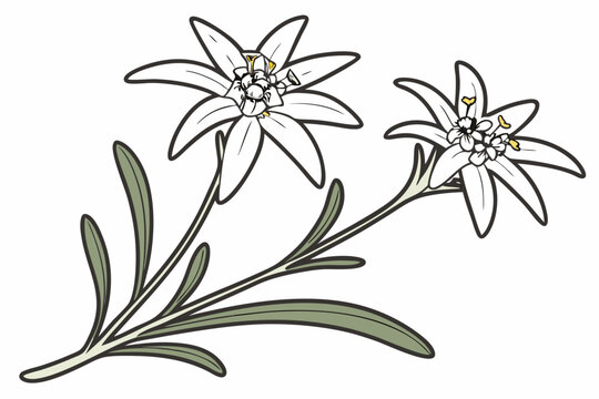 vector illustration of a Edelweiss alpine flower