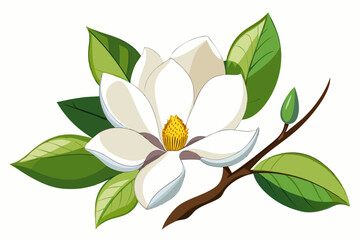 vector illustration of Magnolia white bloom