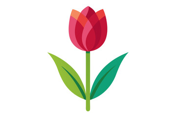 Red tulip on white background