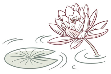 vector illustration of lily flower