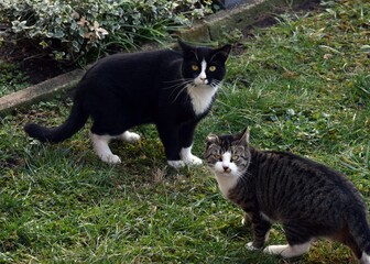 Two cats in the yard...