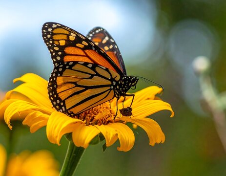 Monarch butterfly on a yellow flower - Powered by Adobe