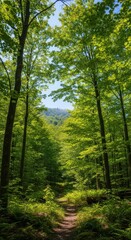 Lush Canopy: Pathway into the Serene Heart of a Vibrant Green Forest