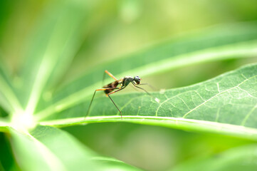 Fruit Fly on leaf