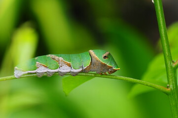 Green Caterpillar