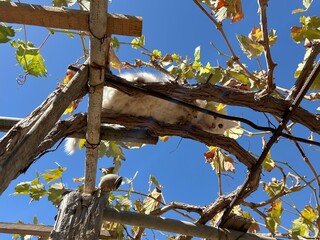 A cat is climbing a grapevine in a garden