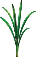 Daffodil Plant Without Flower
