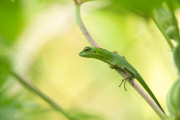 Green lizard on a leaf