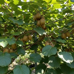 Abundant Kiwi Harvest: A Verdant Orchard View with Hanging Fruits