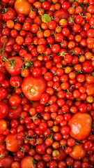 fresh picked cherry red tomatoes healthy food background