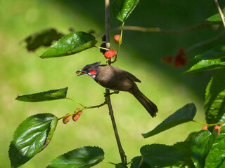 Red Whiskered Bulbul bird eating ripe blackberry on tree in Mauritius 
