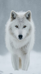 Naklejka premium Loup arctique face caméra sous une légère tempête de neige, sous une fine neige