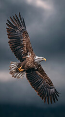 Obraz premium Pygargue à tête blanche en vol devant un ciel d’orage