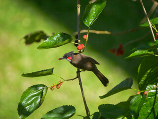 Bird eating red ripe blackberry on tree