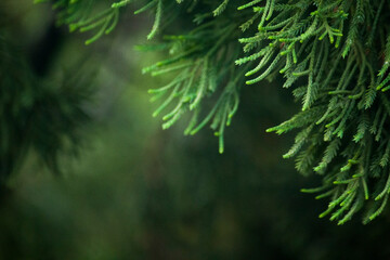 branches of a christmas tree background