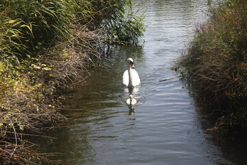 a swan with its baby swims along a narrow channel