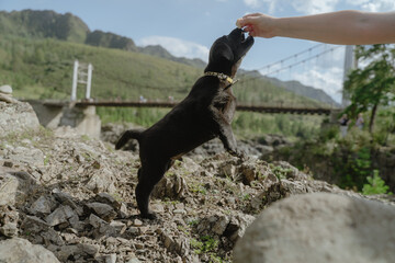Labrador puppy training outdoors