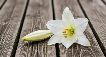 Naklejka premium Delicate White Lily Bloom and Bud Resting on a Weathered Wooden Surface