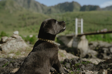 a thoughtful black Labrador puppy