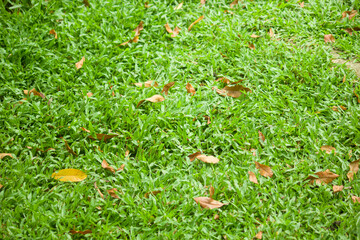 green grass and dried leafs background