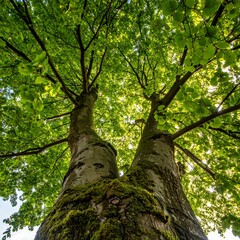 Obraz premium Lush tree canopy viewed from below