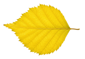 Isolated bright yellow autumn leaf showing veins and texture, autumn botanical leaf, colorful