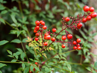 Red berries of Nandina domestica