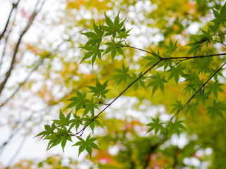 Fresh green maple leaves in early autumn season