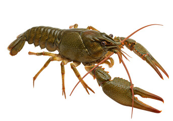 Isolated Crawfish or Crayfish, Decapod Crustacean, Edible Freshwater Lobster Species, River Animal