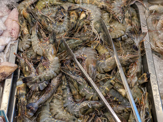 A pile of fresh shrimp with grayish and bluish green hues displayed on a stainless table at a market or seafood store