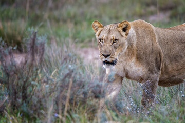 Lion on a mission