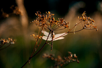 a dragonfly in dew sits on dry grass
