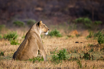 lion in the wilderness
