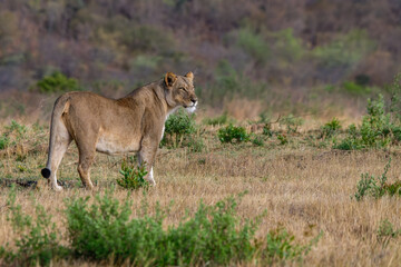 Lioness in the wild