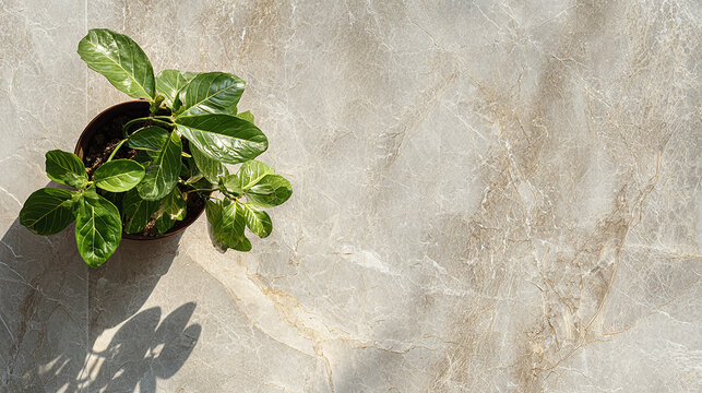 Flat lay of grey and beige marble surface with a green plant, natural lighting, minimalistic composition, high-resolution, clean aesthetic, suitable for commercial use